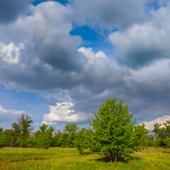 Fototapeta na wymiar alone tree among green prairie under dense cloudy sky, summer countryside landscape