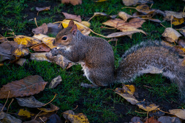 Pretty squirrels running around the park, Hyde Park, London. United Kingdom.