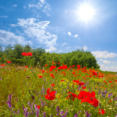 prairie with red poppy flowers at summer sunny day