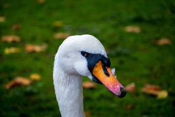 Hyde park, london, vulgar swan, also called mute or white swan. United Kingdom.