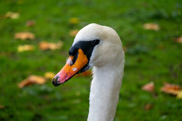 Hyde park, london, vulgar swan, also called mute or white swan. United Kingdom.