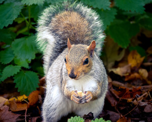 Naklejka na ściany i meble Pretty squirrels running around the park, Hyde Park, London. United Kingdom
