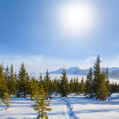 snowbound mountain plateau with fir forest at sunny winter day