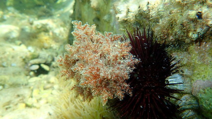 Naklejka na ściany i meble Red algae Laurencia obtusa undersea, Aegean Sea, Greece, Thasos island
