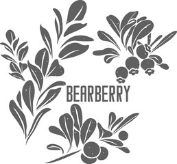 Bearberry leafs and berries vector silhouette. Uvae ursi folia medicinal herbal outline. Arctostaphylos uva-ursi leaves silhouette for pharmaceuticals and cooking. A set of Kinnikinnick plant outlines