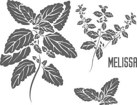 Melissa officinalis leafs and flowers vector silhouette. Melissae herba medicinal herbal outline. Lemon balm leaves silhouette for pharmaceuticals and cooking. A set of Melissa plant outlines.