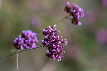 bright purple flowers of purpletop vervain on a blurred green background