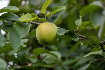 Malus domestica borkh apple growing on a tree  with green leaves in the background