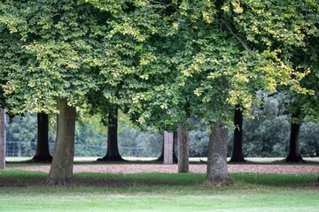 view through circle of beech trees