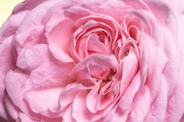 pink rose close ,abstract background 