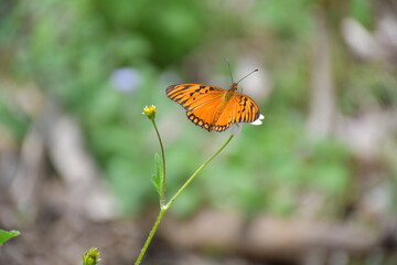 Mariposa monarca con las alas abiertas sobre una flor