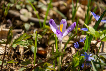 Purple crocus flowers.Beautiful purple and white crocus flowers in spring garden. Growing...