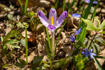 Purple crocus flowers.Beautiful purple and white crocus flowers in spring garden. Growing...