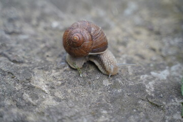 Big mother helix snail on road trip.