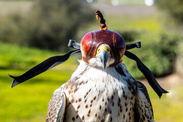 A trained falcon wearing a hood for calming purposes. - obrazy, fototapety, plakaty