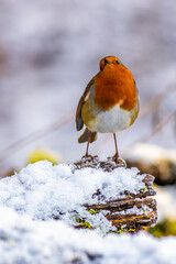 European robin (Erithacus rubecula)