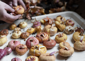 Woman peels the sprouted gladiolus bulbs from the husk. Preparing plants for spring planting in the ground.