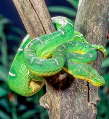 Emerald tree boa curled on tree