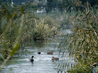 ducks on river