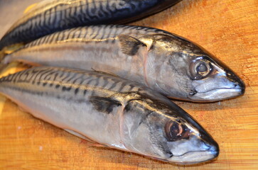 Surowe ryby makrele w domowej kuchni