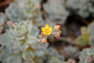 Closeup of a yellow flower of the painted-lady (Echeveria derenbergii), a succulent endemic to...