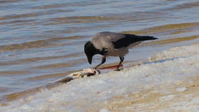 Hooded crow eating dead fish on the bank of a river or lake. Corvus cornix bird in the wild. Sunny winter day