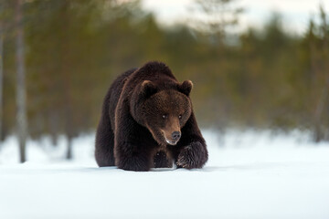European brown bear on snow