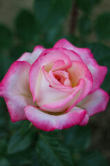  Beautiful Rose With White - Pink Petals