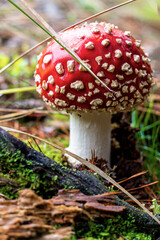 A beautiful but poisonous mushroom. Red toadstool in the Czech language called 