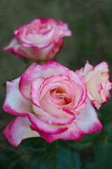 Roses With White -Pink Petals In The Garden