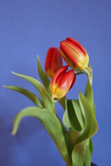 red and yellow tulips