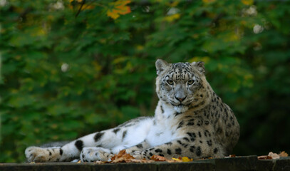 snow leopard on green background wild nature