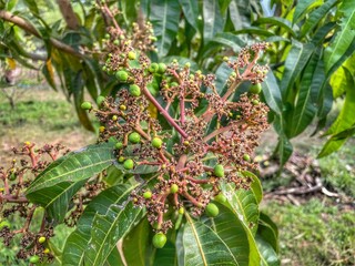 mango blossoms growing
