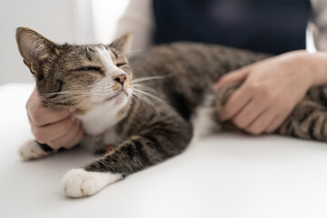 Naklejka premium Cat lover female hands taking photo her lovely cat at home friendship Animal lover &nbsp;lifestyle concept