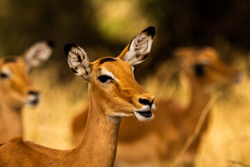 Fototapeta premium impala antelope portrait