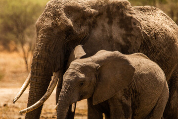 Elephant family © Francisco