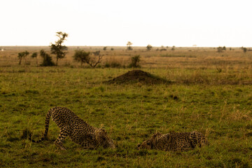 cheetah in serengeti national park