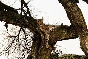 Fototapeta na wymiar Leopard resting on a tree