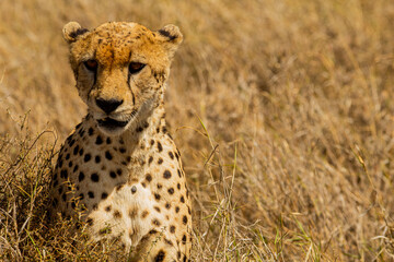 cheetah in serengeti