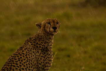 cheetah in the savannah