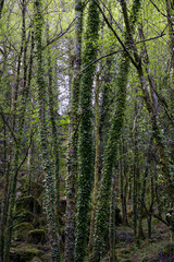 Geres green woods during spring