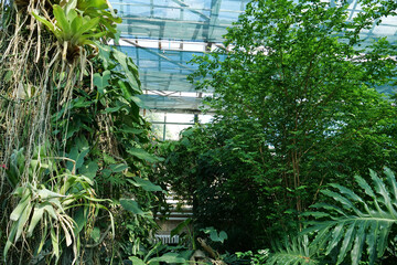 Protection and safe of rare plant species. Green plants grows in hothouse