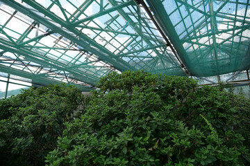 Fototapeta premium Cultivation and protection of plant species in hothouse listed in Red Book