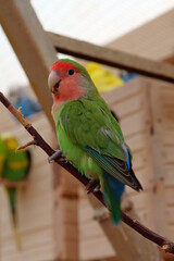 Beautiful multi coloured parrot sits on a branch in an aviary