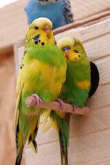Beautiful parrots sits near birdhouse
