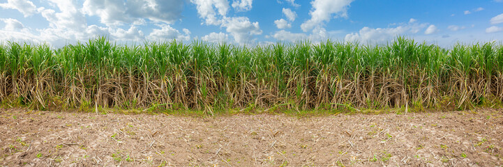 sugarcane farm industry,Agriculture sugarcane field farm with blue sky in sunny day background and copy space, Thailand. Sugar cane plant tree in countryside for food industry or renewable bioenergy 