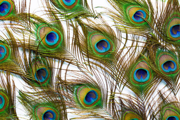 Peacock feathers on a white background,Macro colorful peacock feathers on white background,Set of dividual bright peacock feathers on the white background for your design, lying flat, top view