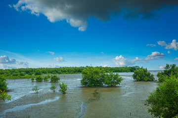 Coastal mangrove forest scenery in thailand,,Mangrove Tree of Mangrove Forest. Seedlings grown on the coast Planted to take care of the coast Small trees of mangrove trees are growing.