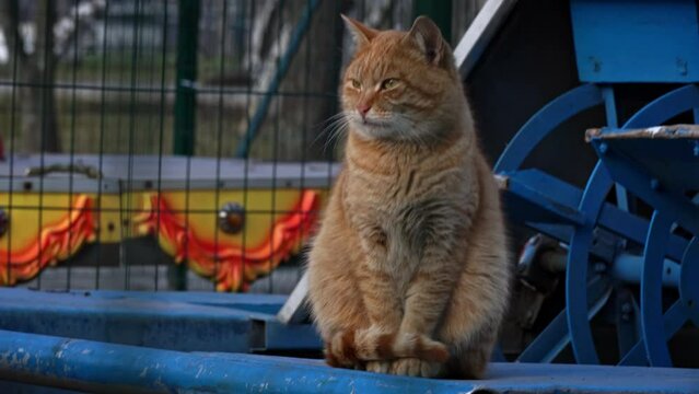 Homeless red cat sits on the street hungry. A dirty cat with a sad muzzle sits alone. The kitten freezes alone on the street and eats food.