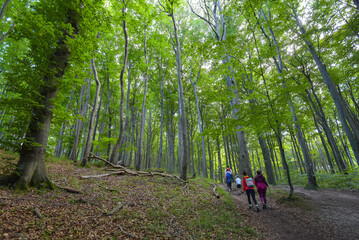 Obraz premium Wanderung durch den Küstenwald im Nationalpark Jasmund